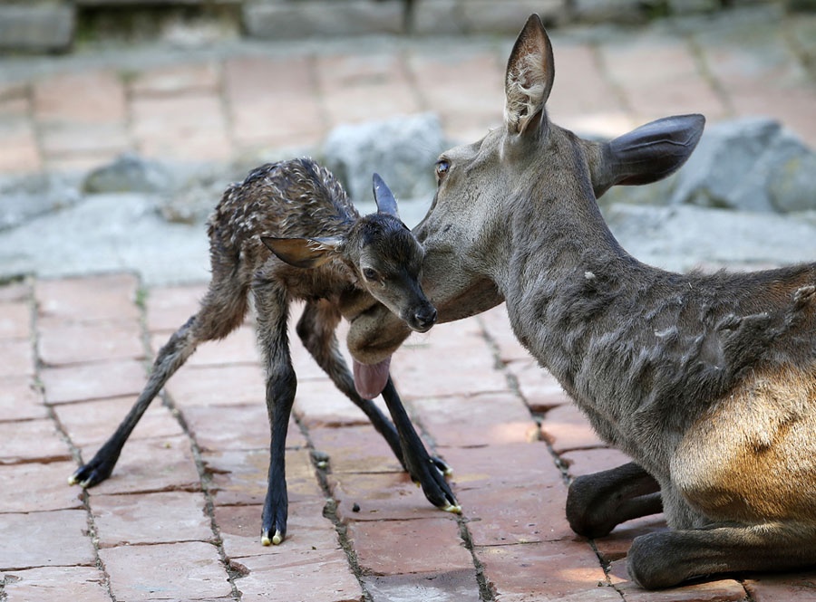 Giao hoang vao top anh tuan anh 5