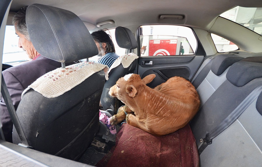 Giao hoang vao top anh tuan anh 9