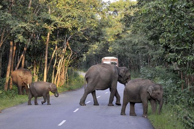 Voi tra thu nguoi sau khi xe tai dam chet dong loai hinh anh