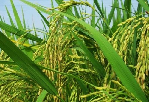 Lua bien doi gene co the cuu nua trieu mang nguoi moi nam hinh anh