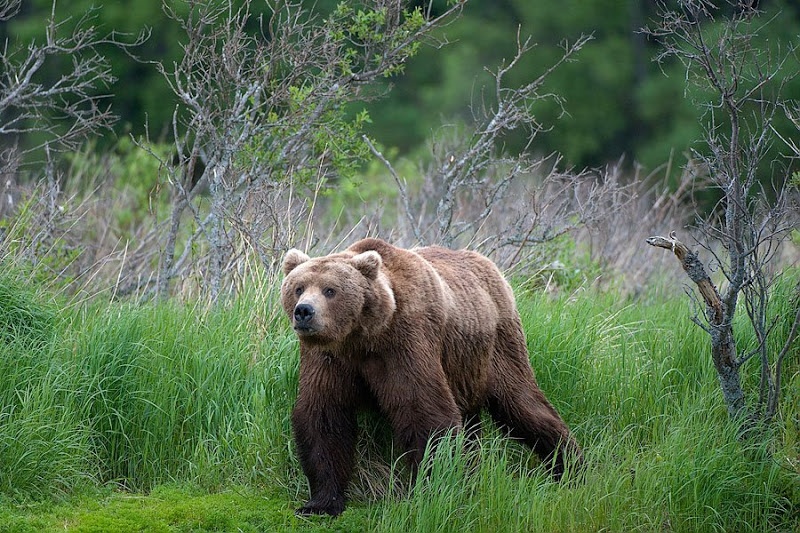 Gau tat tho san tren nui tai My hinh anh
