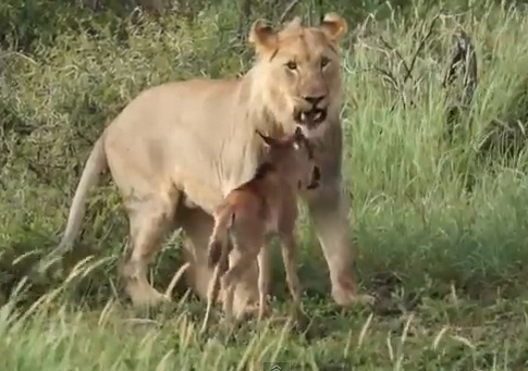 Su tu bao ve nghe hinh anh