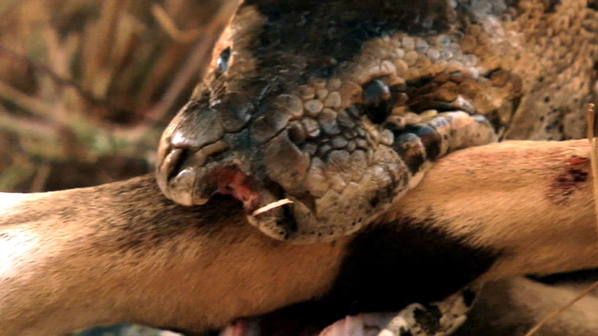 Tran bat linh duong tren bo dam lay hinh anh