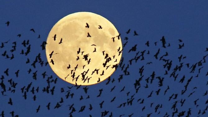 Trang tron lanh xuat hien trong dem Giang sinh sau 38 nam hinh anh