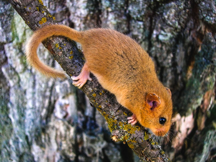 vuong quoc dong vat o Chernobyl anh 8