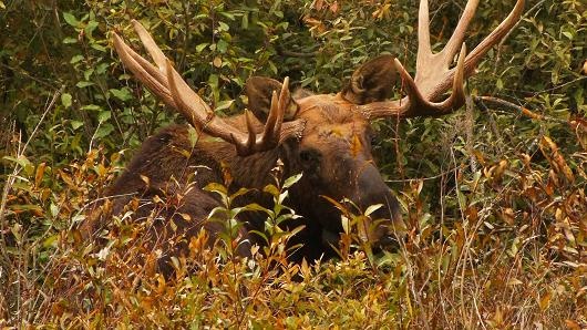 vuong quoc dong vat o Chernobyl anh 5