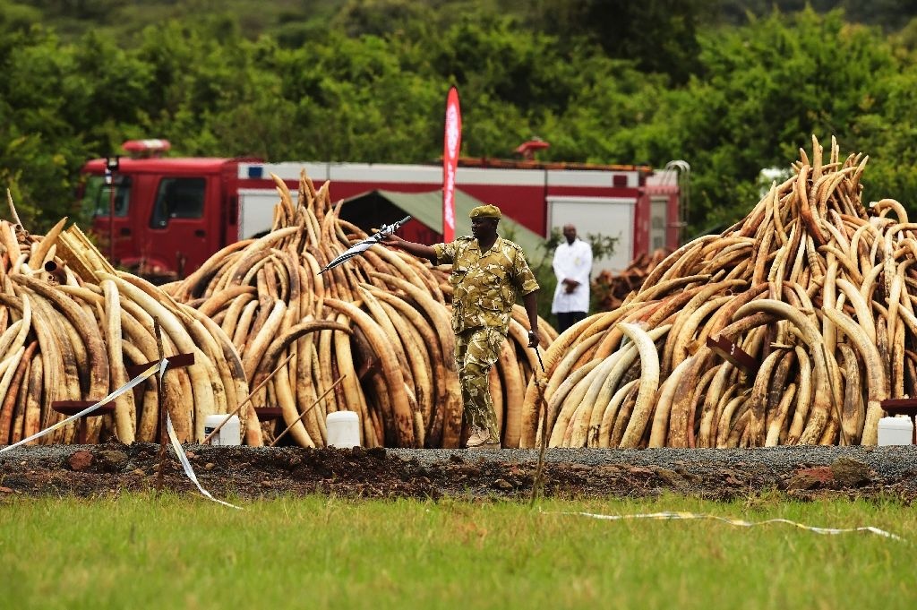 Kenya dot hon 100 tan nga de bao ve loai voi hinh anh