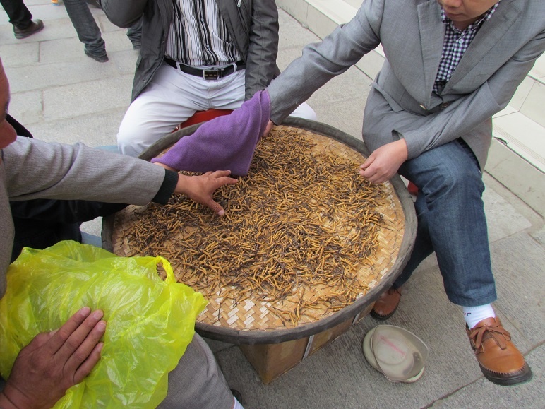 Cho dong trung ha thao o Trung Quoc hinh anh