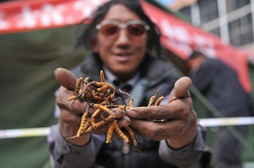 canh ban dong trung ha thao anh 11