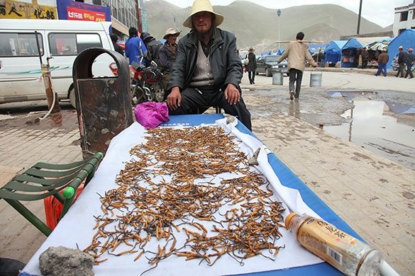 canh ban dong trung ha thao anh 13