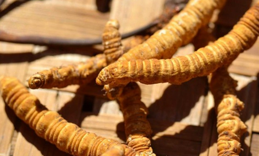 canh ban dong trung ha thao anh 3