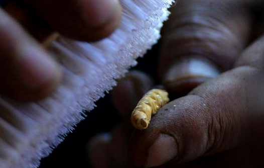 canh ban dong trung ha thao anh 8