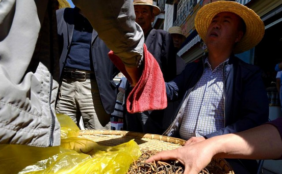 canh ban dong trung ha thao anh 9