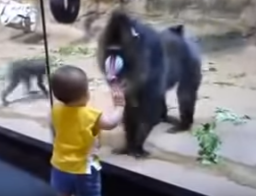 Khi treu tre con hinh anh