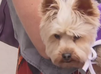 Tinh huong kho xu voi chat thai cua cho hinh anh