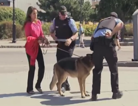 Cho can canh sat hinh anh