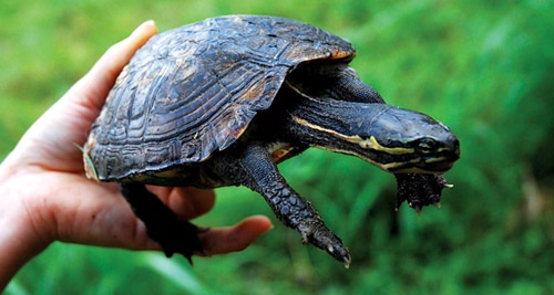 Khong muon noi chuyen voi rua hinh anh