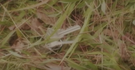 Cai chet cua trieu phu anh 10