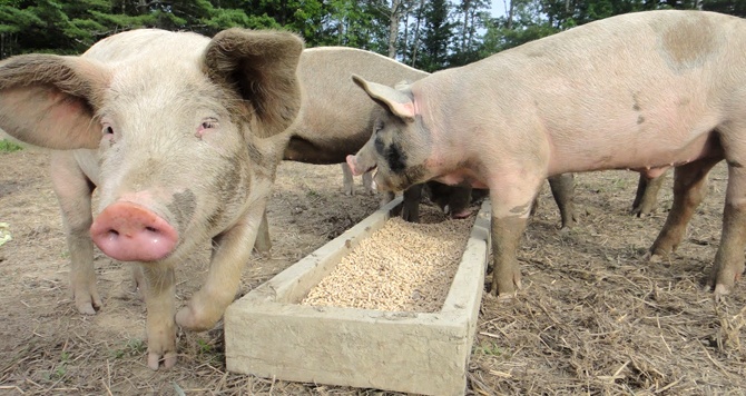 cơn sốt bã đậu nành ảnh 1 con sot ba dau nanh anh 1