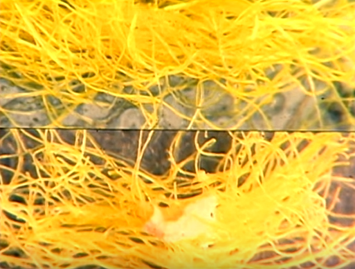 thieu gia thue nguoi giet ca nha anh 6