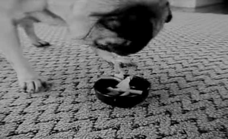 Giet gai ban dam anh 7