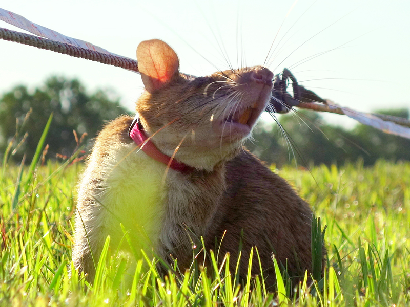 Chuot co the phuc vu quan doi My hinh anh