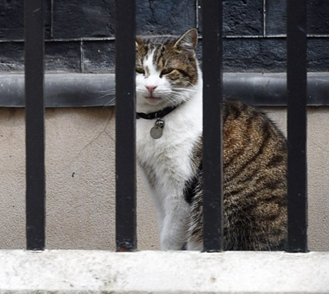 chuyen do dac cua thu tuong David Cameron anh 10