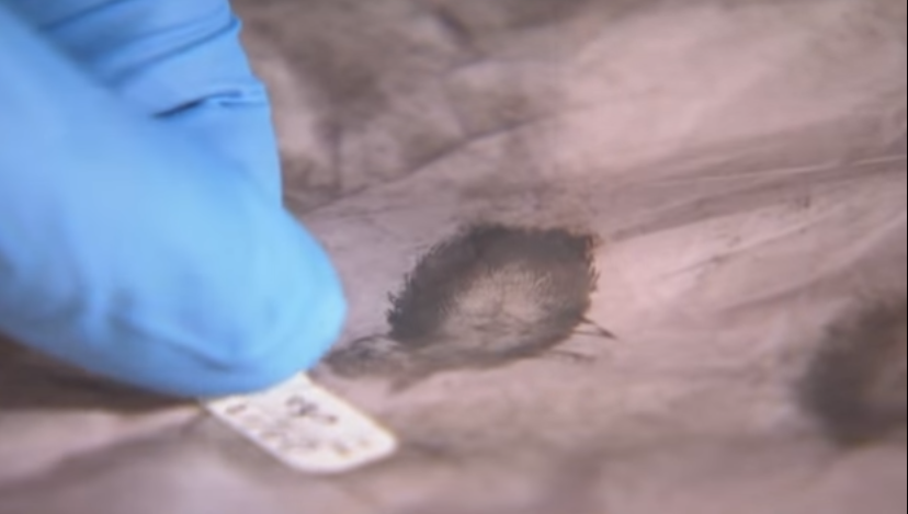 Sat hai nguoi dong tinh anh 4