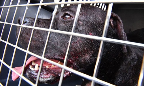 Cuoc chien la cua bay cho khi chu bi giet hinh anh