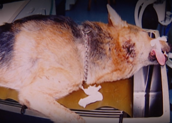 Chu nha bi giet anh 13