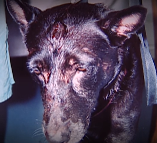 Chu nha bi giet anh 4