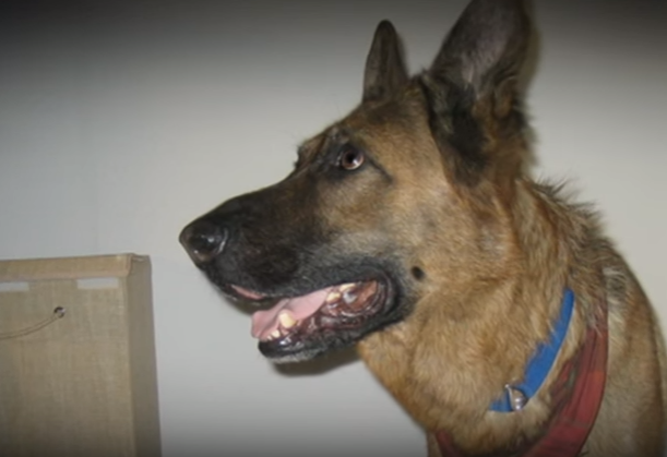 Manh moi pha an anh 1