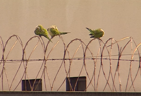 Manh moi pha an anh 11