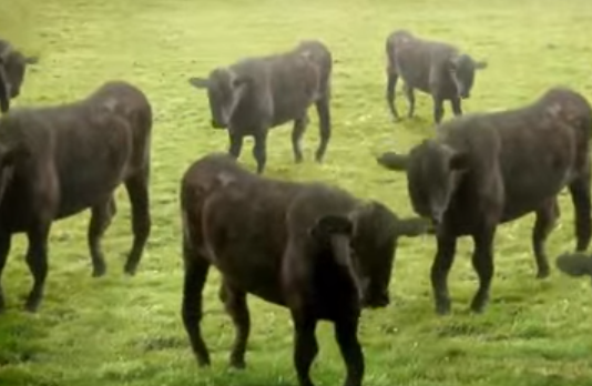 Vu dieu cua dan bo bien hinh hinh anh