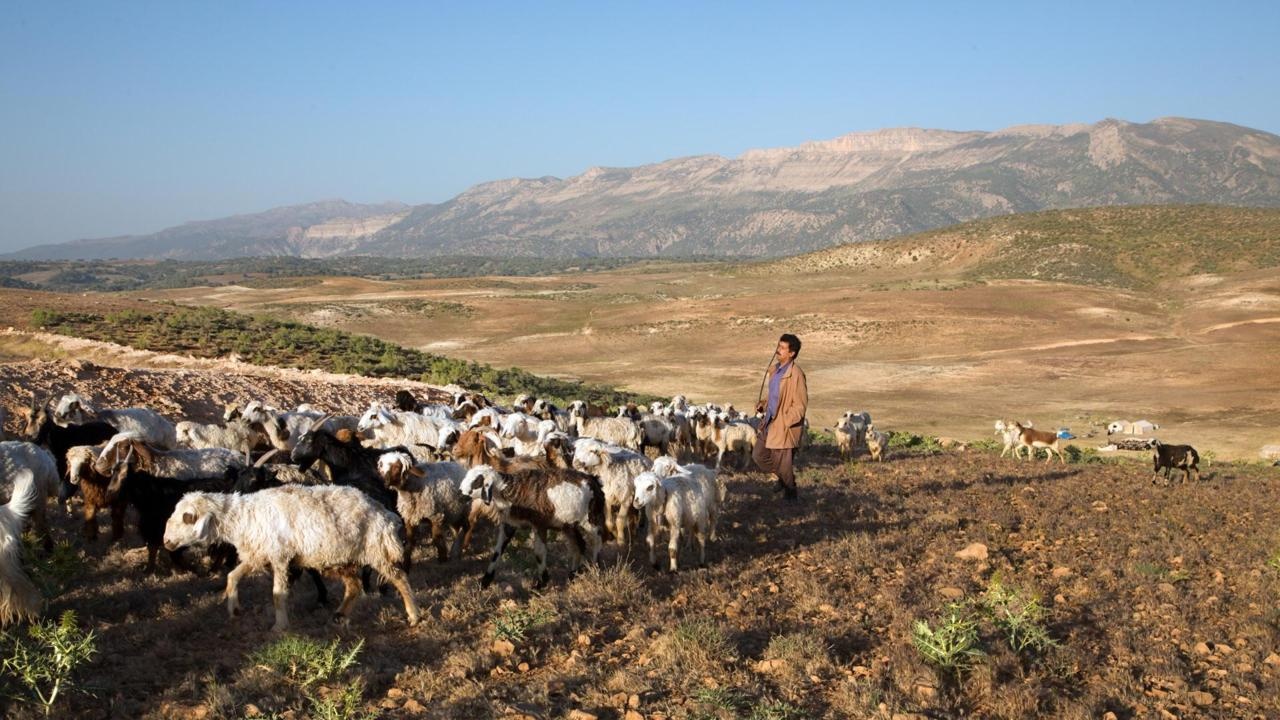 bo toc choi bo cuoc song van minh anh 1