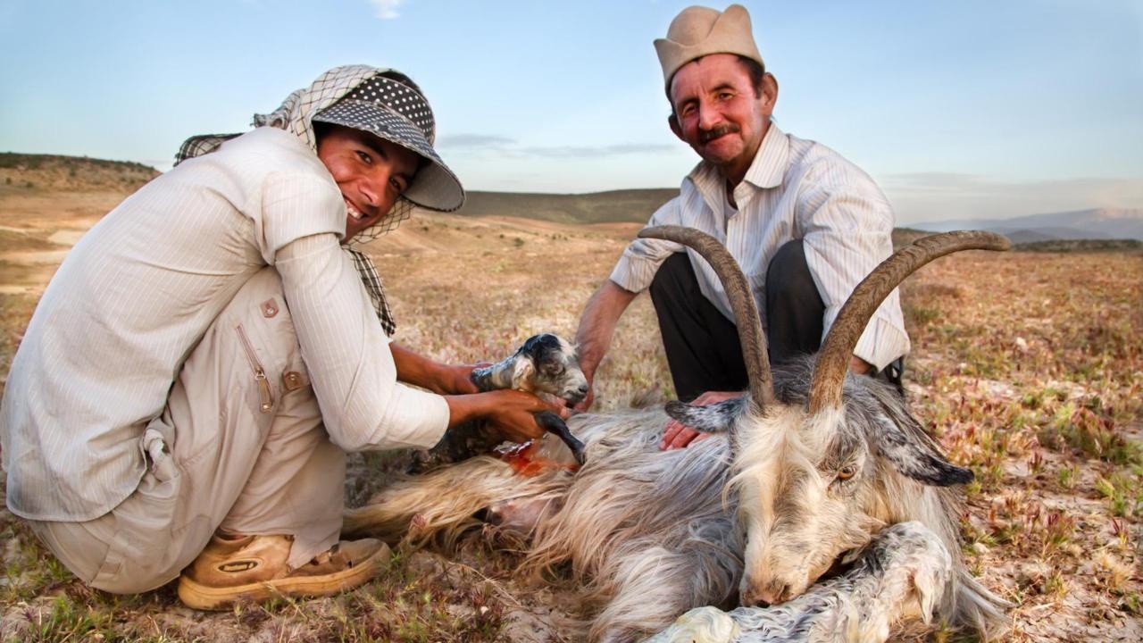 Cuoc song cua bo toc du muc choi bo xa hoi hien dai hinh anh