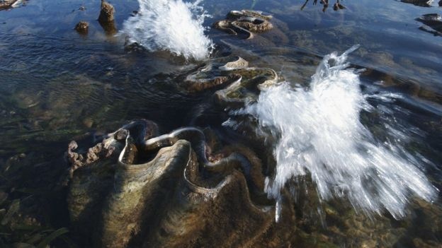 viên ngọc trai lớn nhất hành tinh ảnh 2 vien ngoc trai lon nhat hanh tinh anh 2