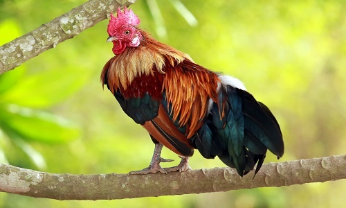 Dien bien bat ngo khi ta ga trong hinh anh