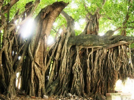 Chua chet thi buong re cay mau hinh anh