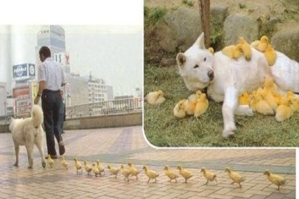 chùm ảnh hài trong ngày ảnh 2 chum anh hai trong ngay anh 2