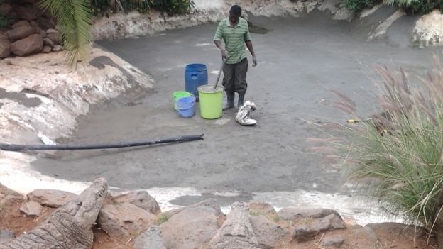 lợi nhuận khủng của nghề nuôi cá sấu ảnh 2 loi nhuan khung cua nghe nuoi ca sau anh 2