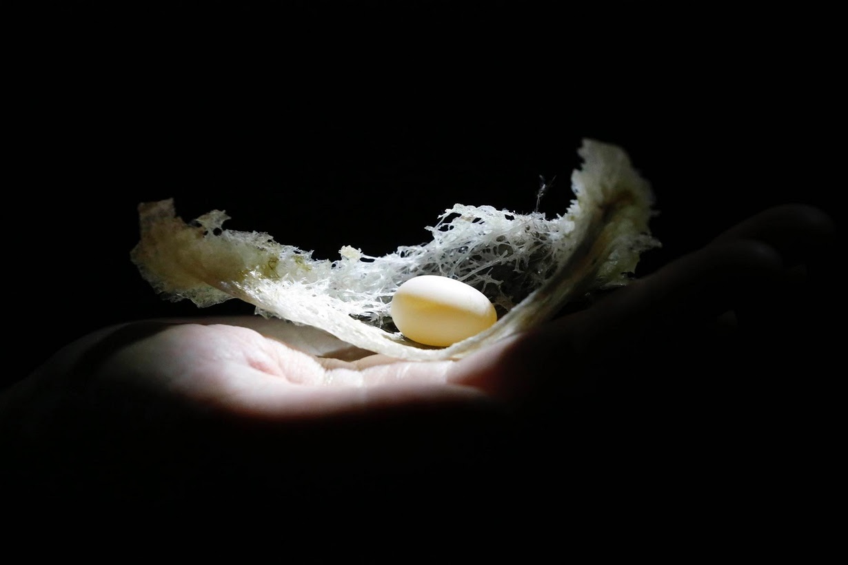 nghề nuôi chim yến lấy tổ ảnh 1 nghe nuoi chim yen lay to anh 1