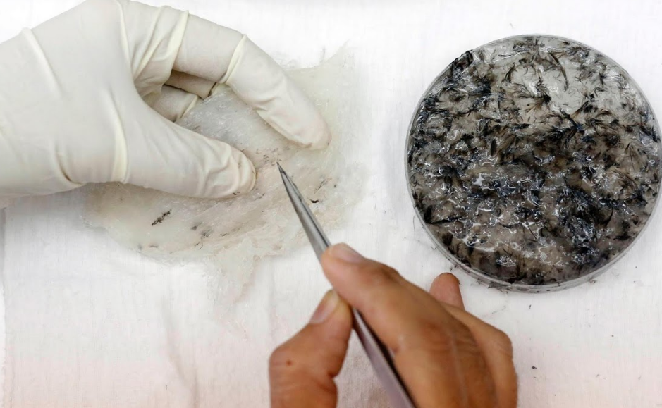 nghề nuôi chim yến lấy tổ ảnh 10 nghe nuoi chim yen lay to anh 10