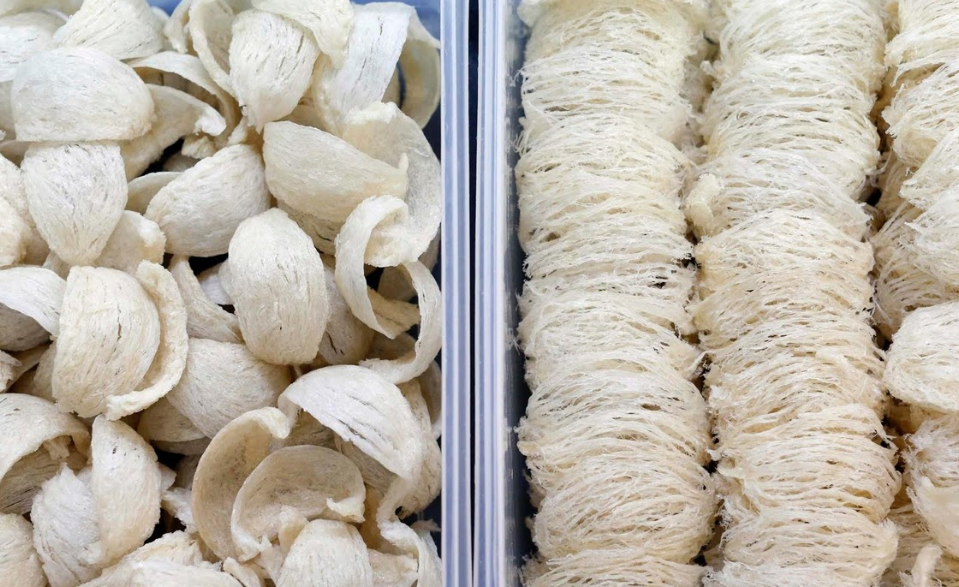 nghề nuôi chim yến lấy tổ ảnh 11 nghe nuoi chim yen lay to anh 11