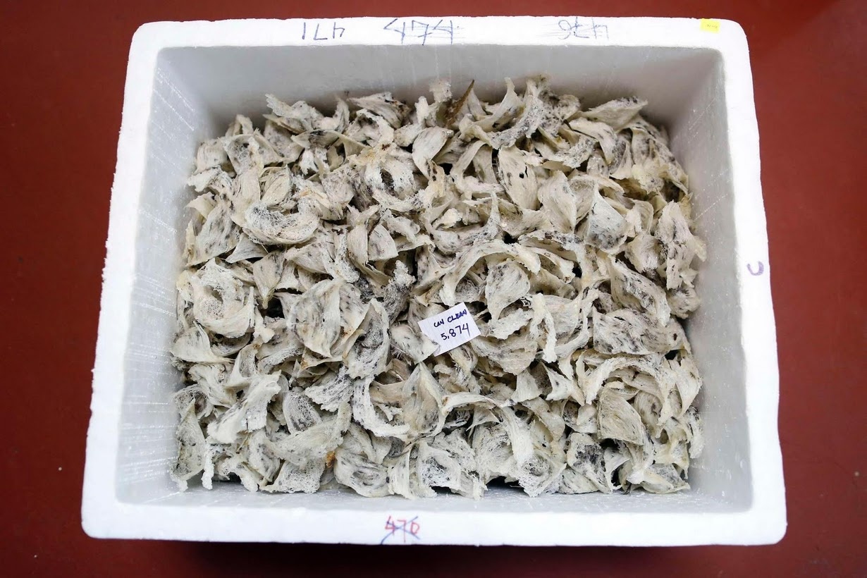 nghề nuôi chim yến lấy tổ ảnh 2 nghe nuoi chim yen lay to anh 2