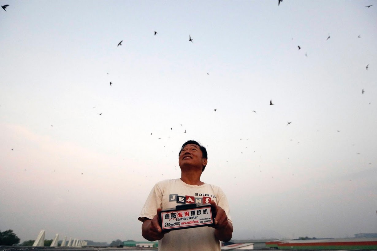 nghề nuôi chim yến lấy tổ ảnh 3 nghe nuoi chim yen lay to anh 3