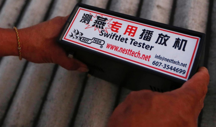 nghề nuôi chim yến lấy tổ ảnh 4 nghe nuoi chim yen lay to anh 4