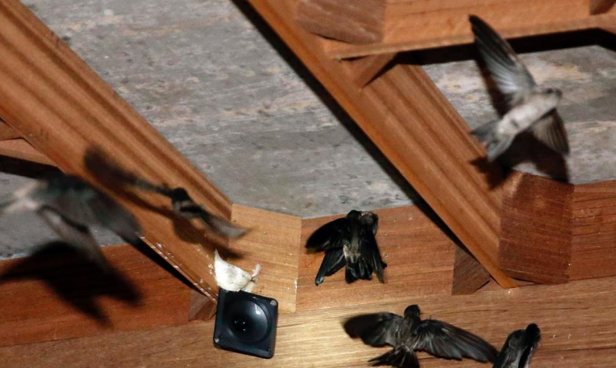 nghề nuôi chim yến lấy tổ ảnh 6 nghe nuoi chim yen lay to anh 6