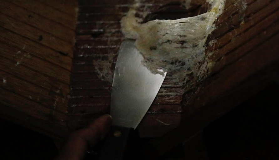 nghề nuôi chim yến lấy tổ ảnh 7 nghe nuoi chim yen lay to anh 7