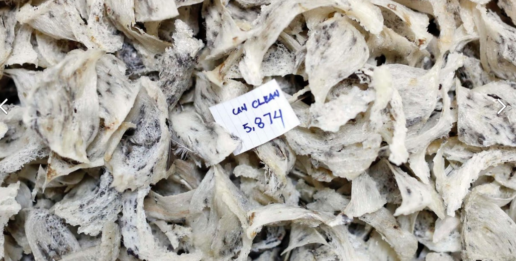 nghề nuôi chim yến lấy tổ ảnh 9 nghe nuoi chim yen lay to anh 9